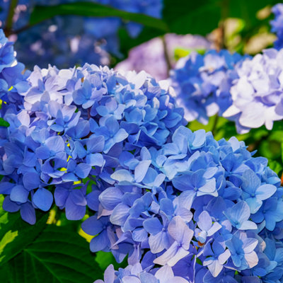 Hydrangea4936　0901 Hortensia - 3 pcs. - Hydrangea macrophylla teller Nizza - H25-40cm