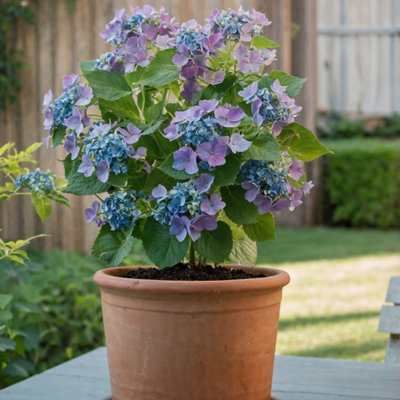 Hortensia - 3 pcs. - Hydrangea macrophylla teller Nizza - H25-40cm