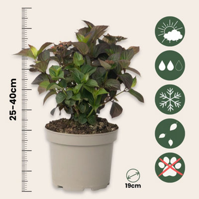 HORTENSIA - HYDRANGEA PANICULATA DARE DEVIL - HEIGHT 25-40CM - POT