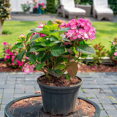HORTENSIA - HYDRANGEA PANICULATA DARE DEVIL - HEIGHT 25-40CM - POT