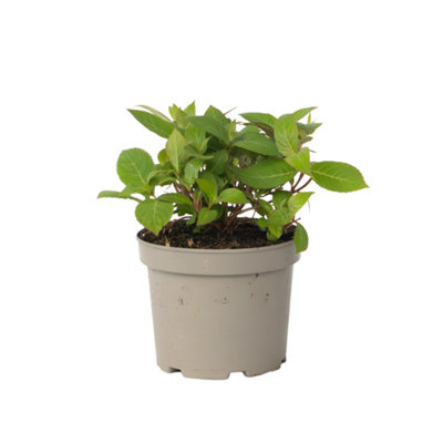 Hortensia - Hydrangea paniculata Magic Sunset - Height 25-40cm - Pot 19cm