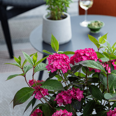 Hortensia - Hydrangea paniculata Magic Sunset - Height 25-40cm - Pot 19cm