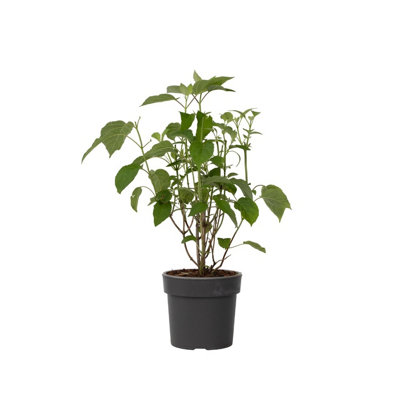 Hydrangea4936　0807指定18日 Hortensia - Hydrangea Strong Annabelle - Height 30-40cm - Pot 19cm