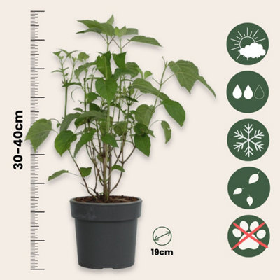 Hortensia - Hydrangea Strong Annabelle - Height 30-40cm - Pot 19cm