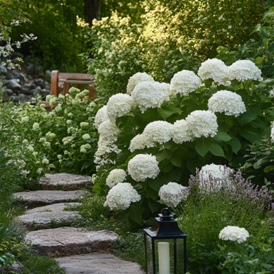 Hortensia - Hydrangea Strong Annabelle - Height 30-40cm - Pot 19cm