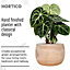 HORTICO ECO Brown Wooden House Planter Round Indoor Plant Pot for House Plants with Waterproof Liner D30 H23 cm, 8L