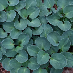 Hosta Blue Mouse Ears (10-20cm Height Including Pot) Garden Plant - Compact Perennial, Unique Blue Leaves