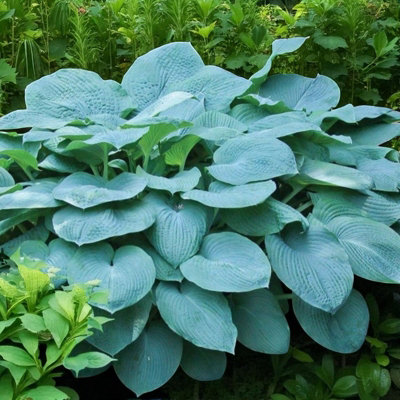Hosta Bressingham Blue Plant 2 x 2L Pots - Outdoor Plantain Lily Hardy ...