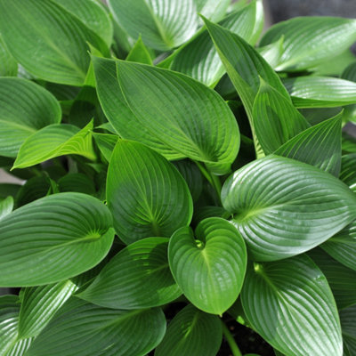 Hosta 'Devon Green' - 3Ltr Bareroot - Marginal Aquatic Pond Plant