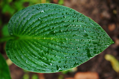 substrat monstera variegata Monstera Full Mint deliciosa borsigiana Variegata main image 0