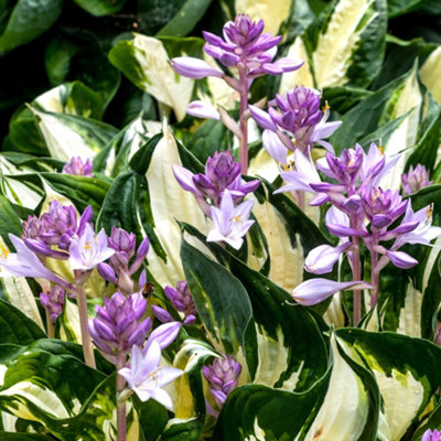 Hosta Fire and Ice Garden Plant - Variegated Foliage, Purple Flowers  (10-20cm Height Including Pot)
