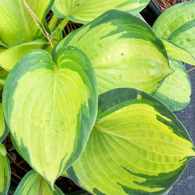 Hosta Great Expectations (10-20cm Height Including Pot) Garden Plant - Compact Perennial, Variegated Foliage