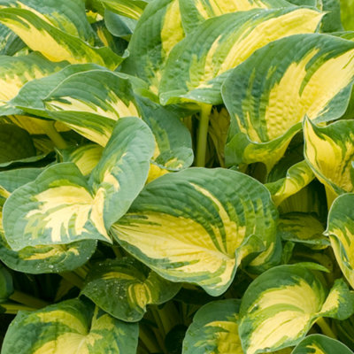 Hosta Great Expectations (10-20cm Height Including Pot) Garden Plant ...