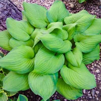 Hosta Guacamole - Bright Green Foliage, Ideal for Shady Borders in UK ...