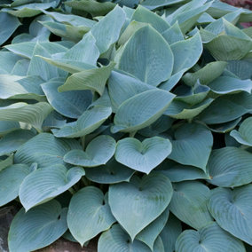 Hosta Halcyon (10-20cm Height Including Pot) Garden Plant - Compact Perennial, Blue-Green Foliage