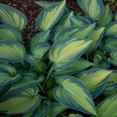 Hosta June 9cm Potted Plant x 1