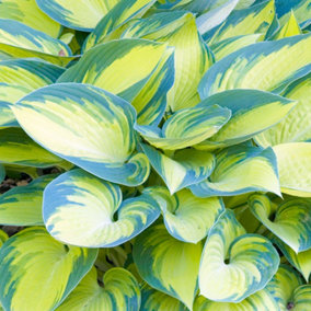 Hosta June Garden Plant - Variegated Foliage, Green and Yellow Colour, Compact Size (15-30cm Height Including Pot)