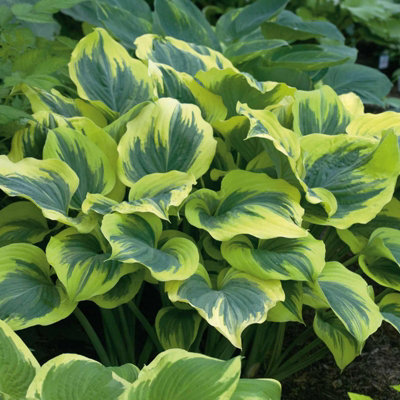 Hosta Liberty (2 Plants) in 9cm Pots - Herbaceous Perennials - Ready to ...