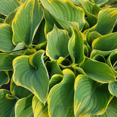 Hosta Liberty (2 Plants) in 9cm Pots - Herbaceous Perennials - Ready to Plant