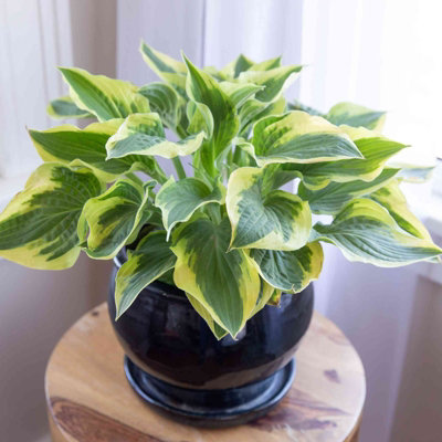 Hosta Liberty (2 Plants) in 9cm Pots - Herbaceous Perennials - Ready to Plant - 3