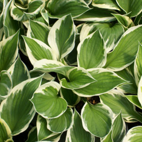 Hosta Minute Man (10-20cm Height Including Pot) Garden Plant - Compact Perennial, Variegated Foliage