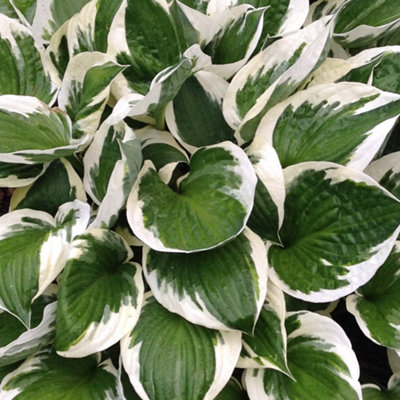Hosta Minute Man (10-20cm Height Including Pot) Garden Plant - Compact Perennial, Variegated Foliage