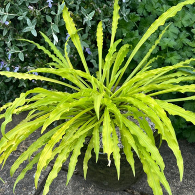 Hosta Party Streamers 9cm Potted Plant x 1