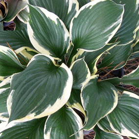 Hosta Patriot (30-40cm Height Including Pot) Garden Plant - Compact Perennial, Variegated Foliage