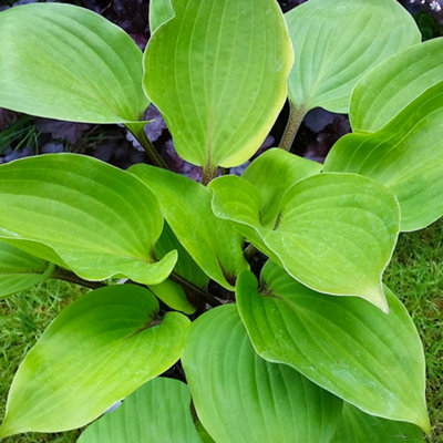 Hosta Purple Heart Garden Plant - Bright Green Foliage, Compact Size ...