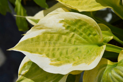 Hosta 'Spring Morning' - 1Ltr Bareroot - Marginal Aquatic Pond Plant