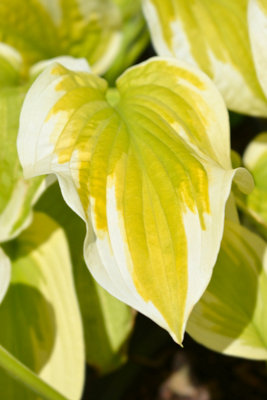 Hosta 'Spring Morning' - 1Ltr Potted - Marginal Aquatic Pond Plant