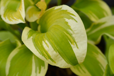 Hosta 'Spring Morning' - 2x Plants and 2x Pots & Compost - Marginal ...