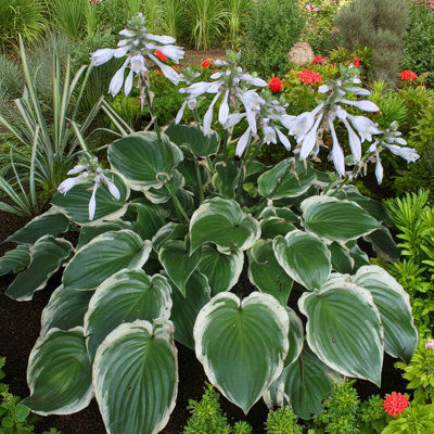 Hosta Sugar and Spice Plant 2 x 2L Pots - Ready to Plant Plantain Lily  Herbaceous Perennial