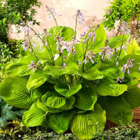 Hosta Sum and Substance (2 Plants) in 9cm Pots - Brightly Coloured Herbaceous Perennials - Ready to Plant