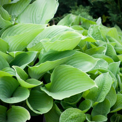 Hosta Sum and Substance (2 Plants) in 9cm Pots - Brightly Coloured Herbaceous Perennials - Ready to Plant