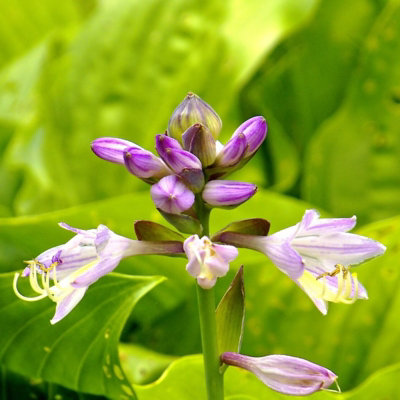 Hosta Sum and Substance (2 Plants) in 9cm Pots - Brightly Coloured Herbaceous Perennials - Ready to Plant - 3