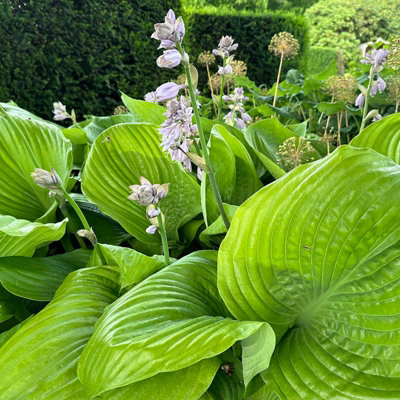 Hosta Sum and Substance (2 Plants) in 9cm Pots - Brightly Coloured Herbaceous Perennials - Ready to Plant - 4