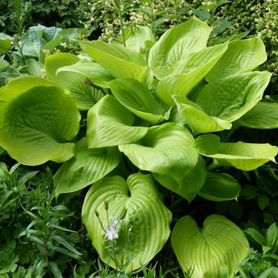 Hosta Sum and Substance (2 Plants) in 9cm Pots - Brightly Coloured Herbaceous Perennials - Ready to Plant - 5