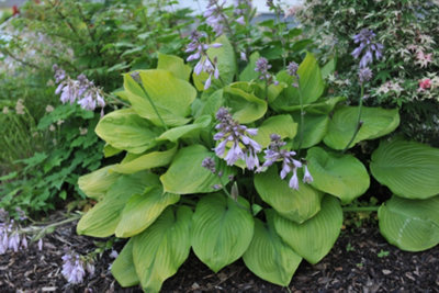 hosta-sum-and-substance-3ltr-potted-marginal-aquatic-pond-plant