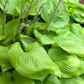 Hosta Sum & Substance (10-20cm Height Including Pot) Garden Plant - Compact Perennial, Large Gold Foliage