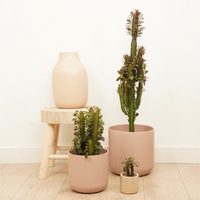 5 different cacti in a set - 5.5cm pot