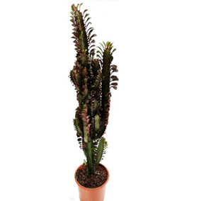 House Plant - African Milk Tree - Red - 17 cm Pot size - 50-70 cm Tall - Euphorbia Trigona Rubra  - Indoor Plant