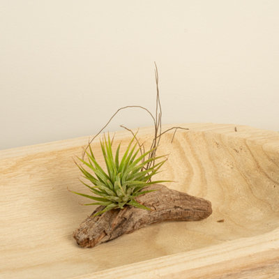 House Plant - Air Plant - Green - Default Title Pot size - Tillandsia  Ionantha - Indoor Plant