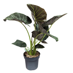 House Plant - Alocasia Wentii - 19 cm Pot size - 50-70 cm Tall - Hardy Elephant's Ear - Indoor Plant