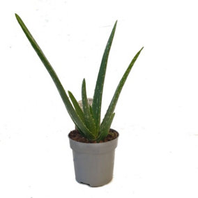 House Plant - Aloe Vera - 10 cm Pot size - 20-30 cm Tall - Aloe Vera Barbadensis - Indoor Plant