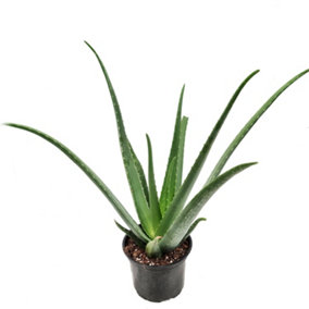 House Plant - Aloe Vera - 15 cm Pot size - 40-50 cm Tall - Aloe Vera Barbadensis - Indoor Plant