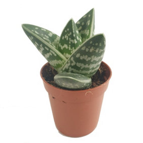 House Plant - Aloe Vera - Tiger - 8 cm Pot size - 10-20 cm Tall - Aloe Vera - Indoor Plant