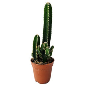 House Plant - Apple Cactus Florida - 5 cm Pot size - 10-20 cm Tall - Cereus Peruvianus - Indoor Plant