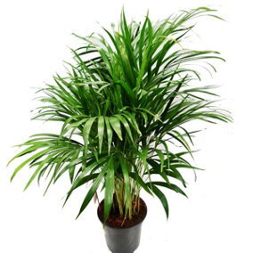 House Plant - Areca Palm - 10 cm Pot size - 30-40 cm Tall - Dypsis Lutescens Chrysalidocarpus - Indoor Plant
