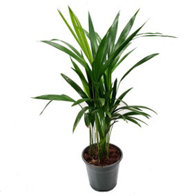 House Plant - Areca Palm - 17 cm Pot size - 50-70 cm Tall - Dypsis Lutescens Chrysalidocarpus - Indoor Plant